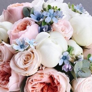 Meet your Posher, Josie